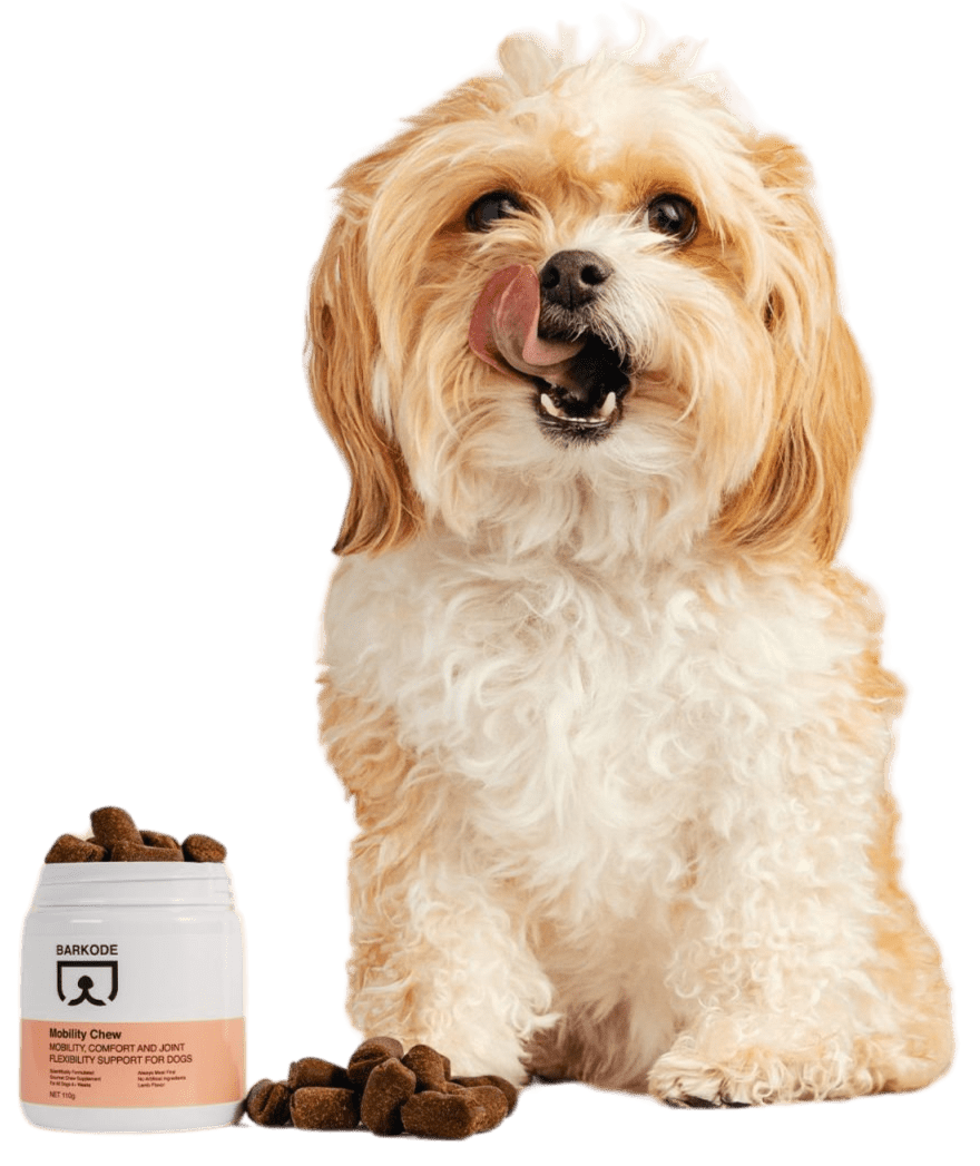 Cane con Mobility Chews