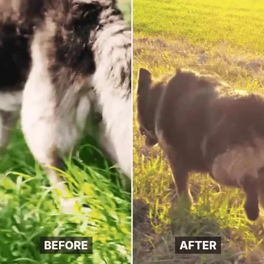 Foto dello stesso cane prima e dopo